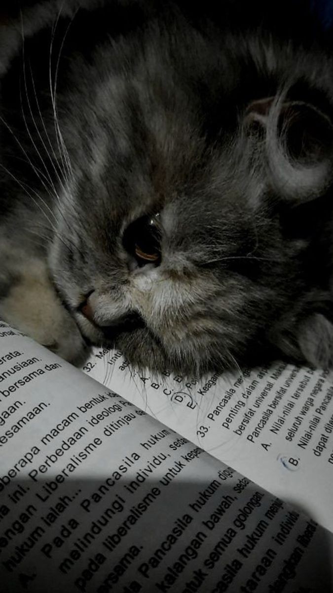 IMG 20260411 WA0040(1)